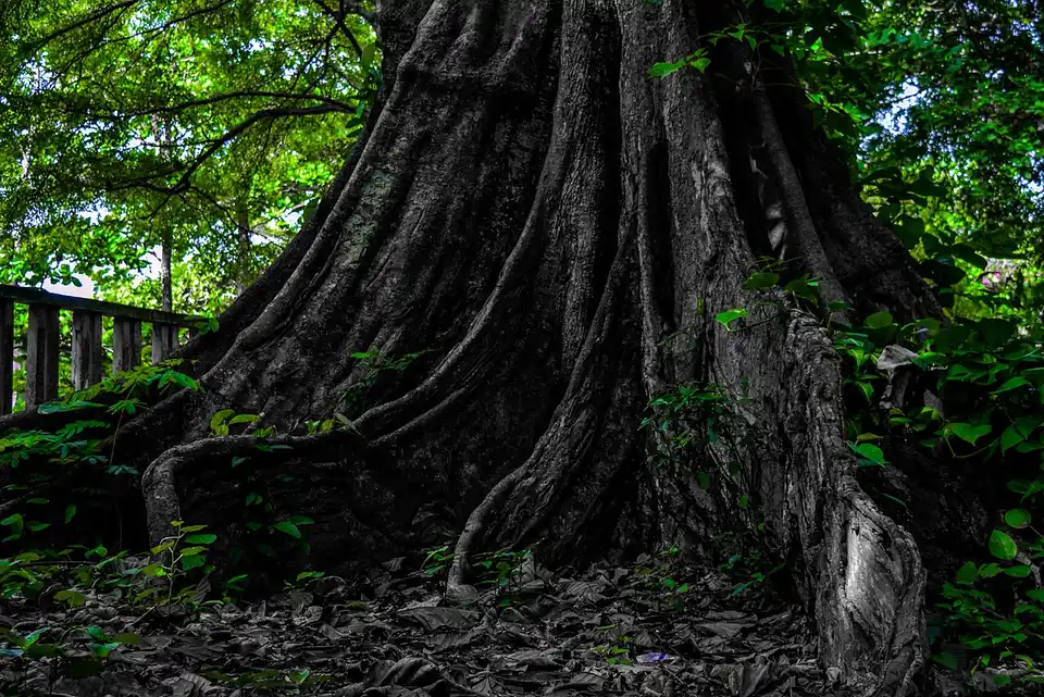 Le Jardin des Plantes et de la Nature, Porto-Novo — photo by Padonou Dotou